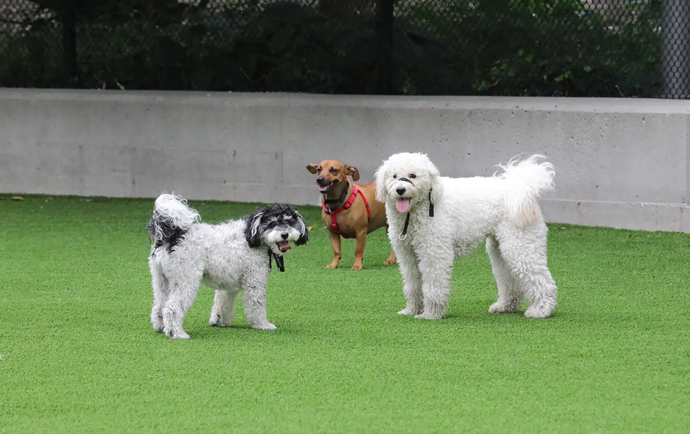 dogs playing on commercial synthetic grass installation